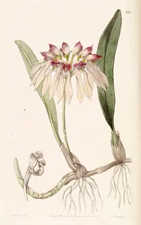 Bulbophyllum chinense (som syn. Cirrhopetalum chinense)
